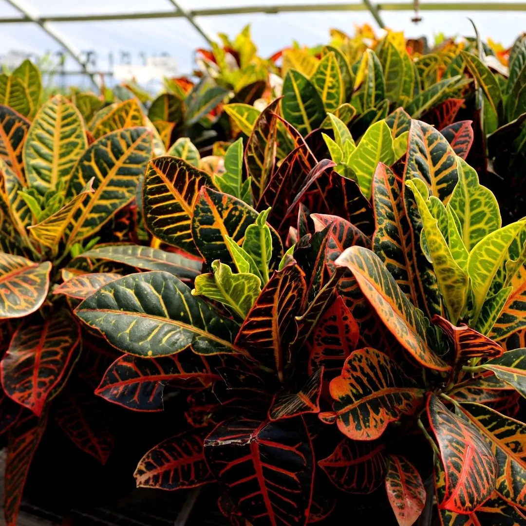 Croton Petra