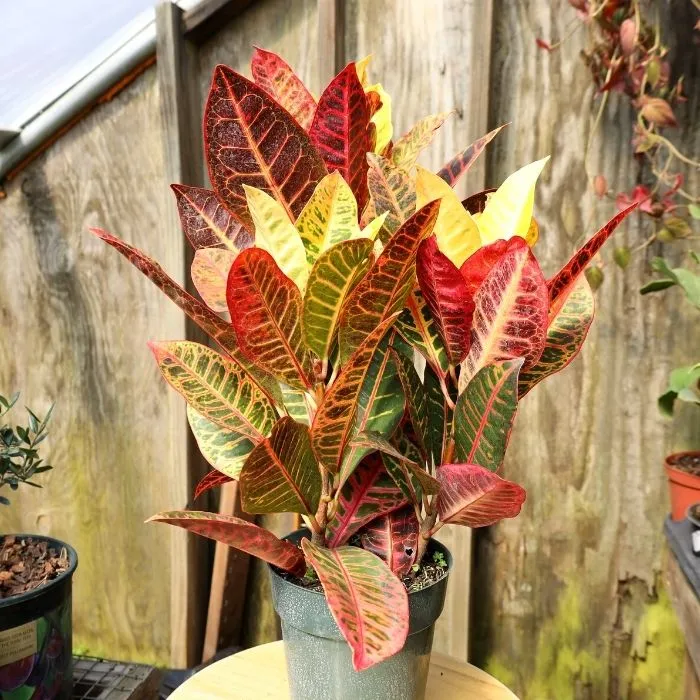 Croton Petra