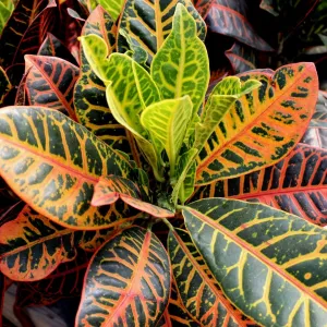 Croton Petra