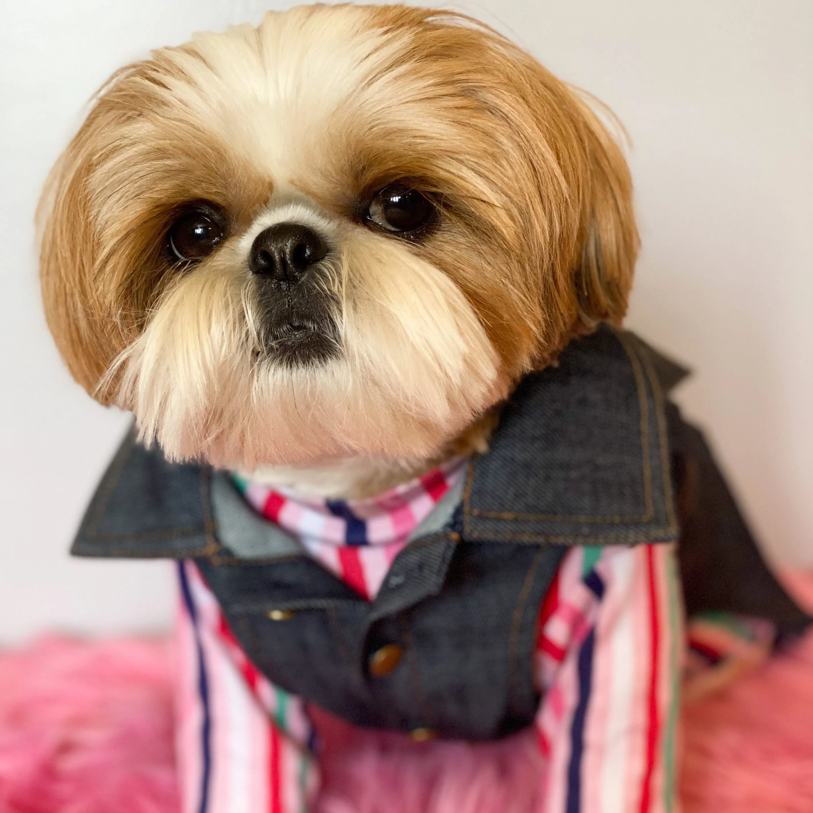 Pawefect Rockstar | Dark Wash Doggie Denim Vest