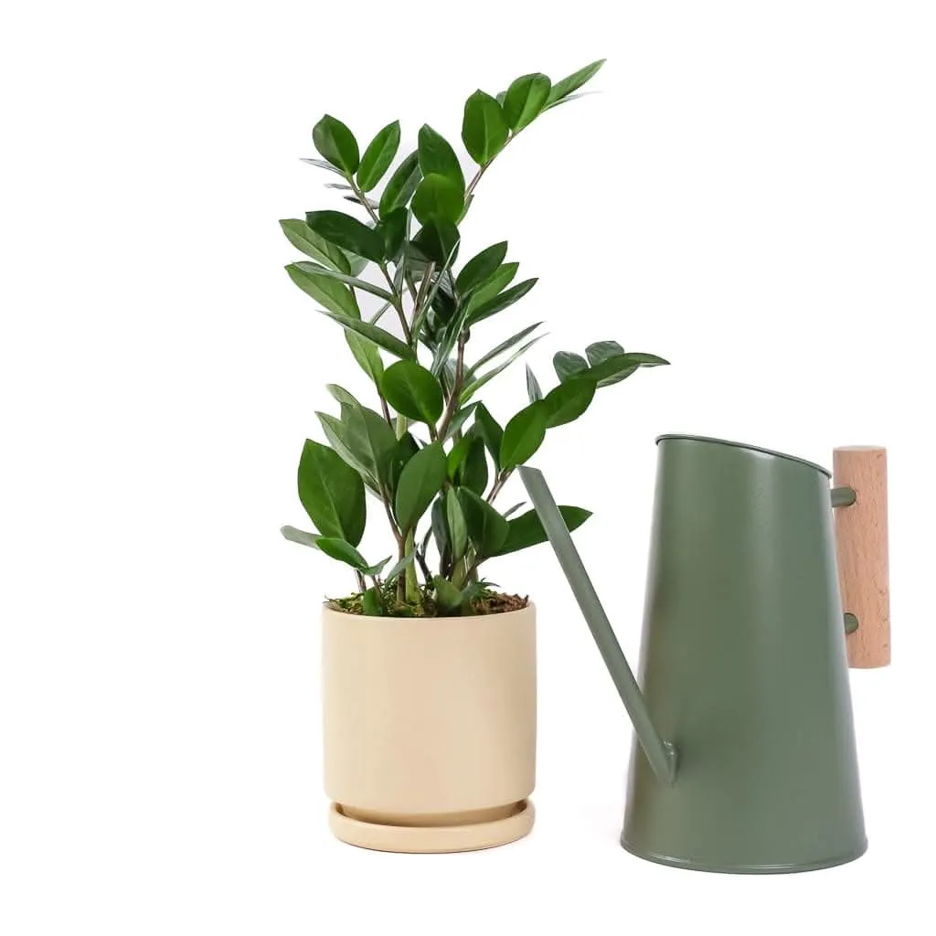 Preston Watering Can