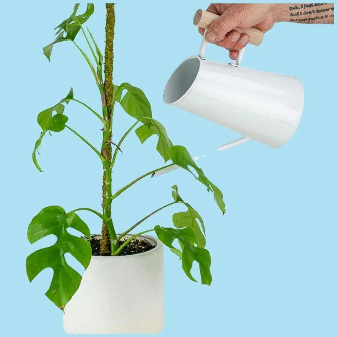 Preston Watering Can